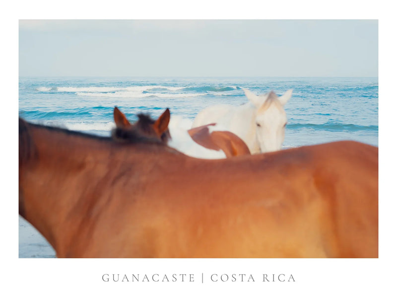 Beach Horses-Wowment-lobo nosara